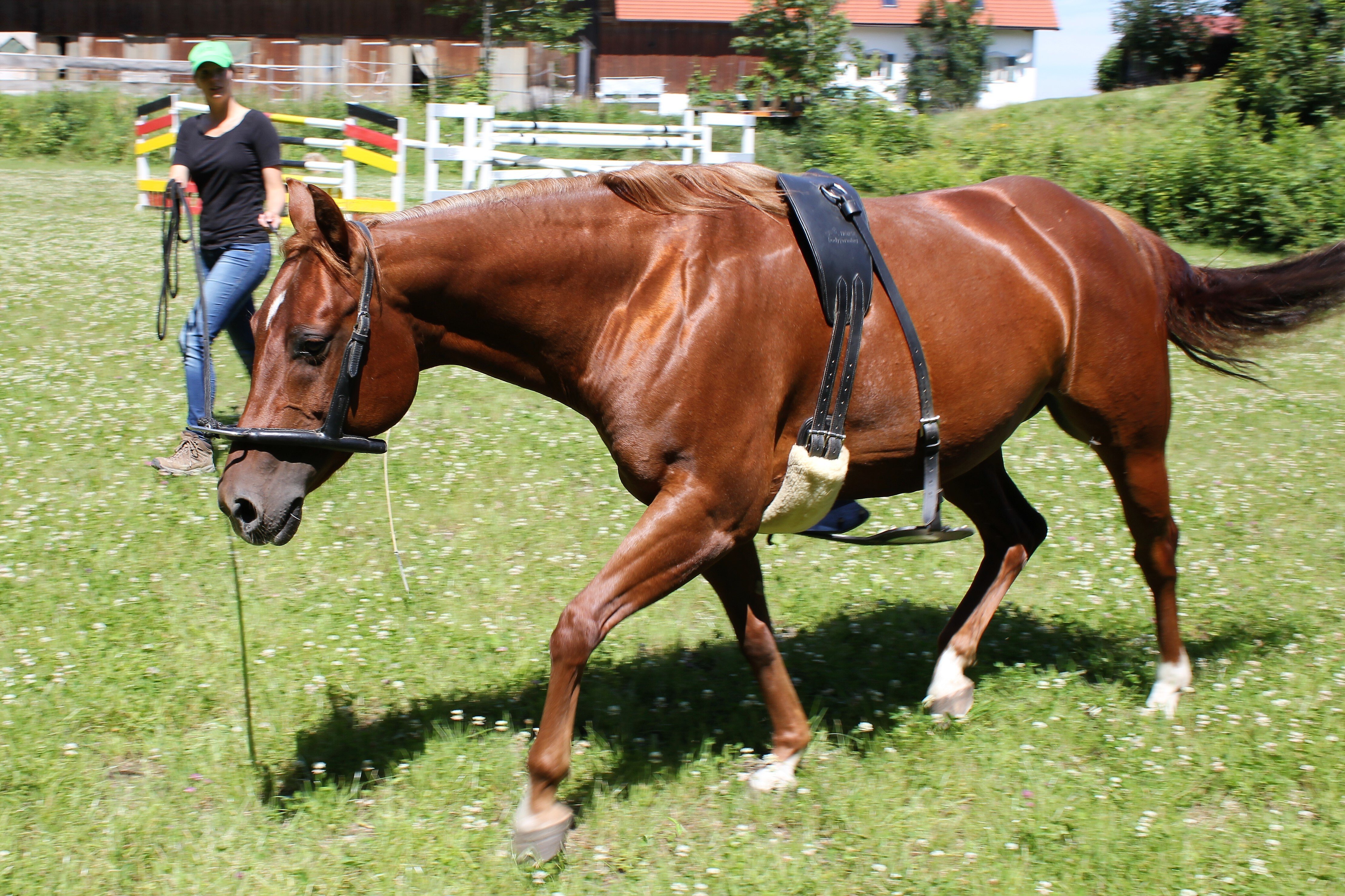 Horse Bodyforming 1